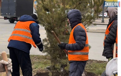Пропадут! Актюбинцы высказались о высаженных соснах