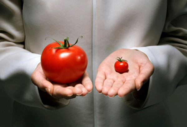 Закон по регулированию ГМО в продуктах предлагают принять в Казахстане