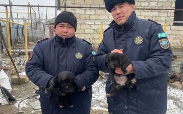 Двух щенков спасли от гибели в Кандыагаше