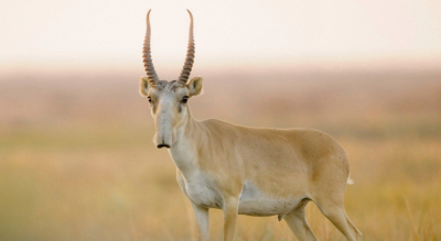 Захватили степи: сайгаки уничтожают посевы в ЗКО