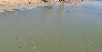 Одно желание у рыбки
