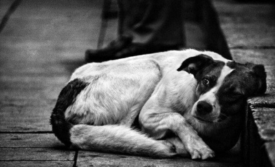 Кормить уличных собак запретили в Стамбуле