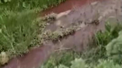 &laquo;Кровь течет по каналу&raquo;: экологов шокировала вода в Туркестанской области