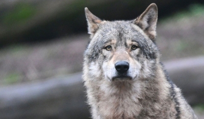 &laquo;Кроме чабанов, некому травить&raquo;: дикие животные вымирают в Алматинской области