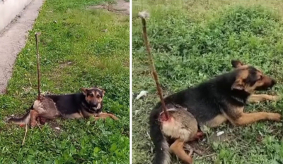 Собаку &laquo;проткнули&raquo; арматурой в Атырау: стала известна правда