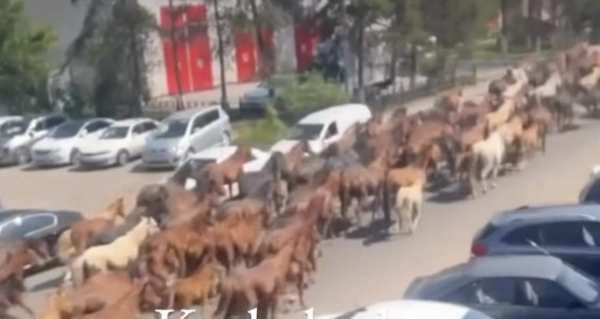«Дикари!»: табун лошадей прогнали по улицам города в Алматинской области