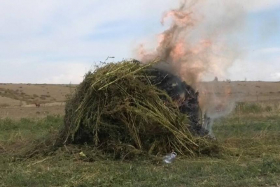 Плантацию дикорастущей конопли уничтожили в ВКО