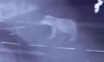 Возле акимата в ВКО был замечен медведь