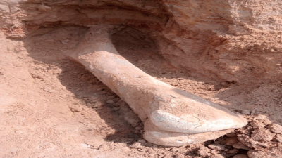 В Северо-Казахстанской области нашли кость 15-тысячелетнего мамонта